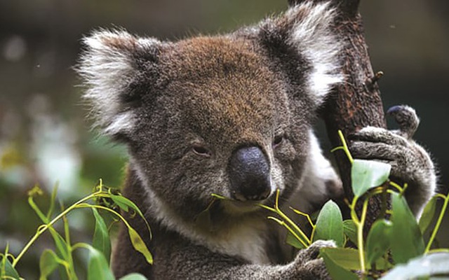 Số Koala ở Australia mất đi 1/3 chỉ trong vòng 3 năm