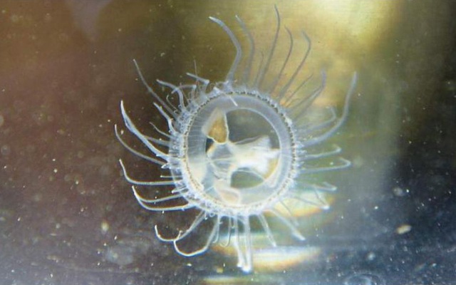 Phát hiện loài sứa nước ngọt hiếm thấy