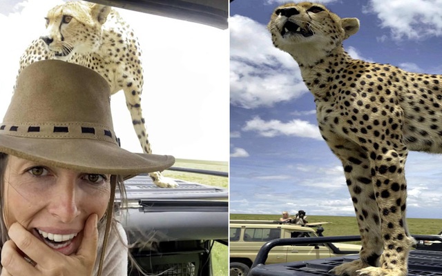 Khoảnh khắc đối đầu với loài báo chạy nhanh nhất thế giới