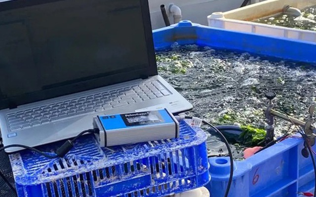 Dùng rong biển phát điện