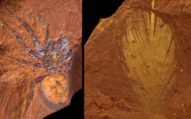 Hàng ngàn sinh vật 16 triệu tuổi nguyên vẹn trong "đá Sao Hỏa"