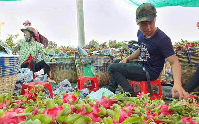 Chủ kho lạnh ngừng mua thanh long, dân lao đao