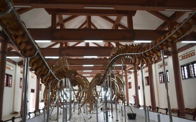 Chiêm ngưỡng hai bộ xương cá voi 'khủng' nhất Việt Nam