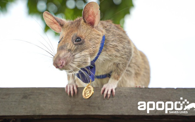 Chú chuột dò mìn anh hùng ở Campuchia đã qua đời ở tuổi 8