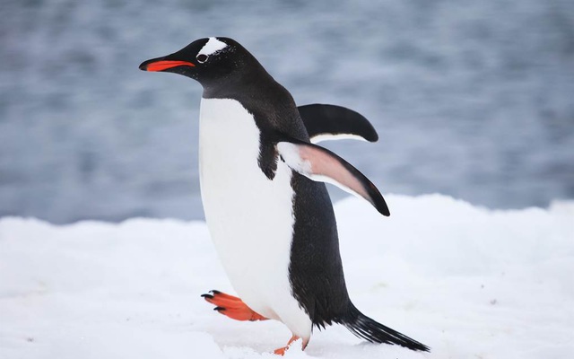Băng tan khiến một chim cánh cụt tách khỏi đàn và đây là những gì xảy ra tiếp theo
