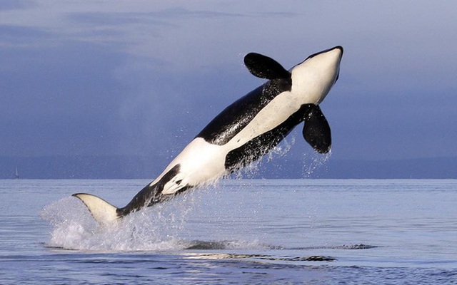 Hàng loạt mối nguy đe dọa gây tử vong cho 1,3 triệu cá voi đại dương