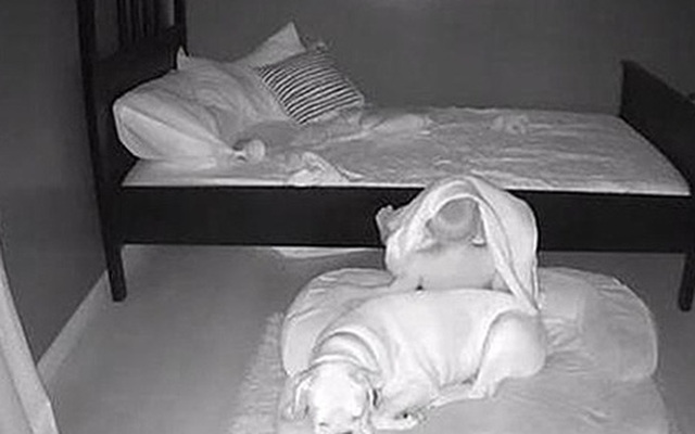 Sáng nào cũng thấy con trai ngủ trong ổ chó, bố mẹ bí mật đặt camera ngay trong phòng thì phát hiện sự thật ngã ngửa