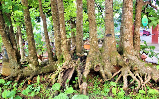 ‘Trang điểm’ cho cây khế 19 thân có 1 không 2 lung linh đón Tết