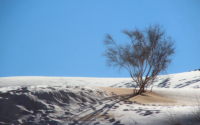 Cảnh tượng cực hiếm: Băng tuyết phủ trắng sa mạc Sahara