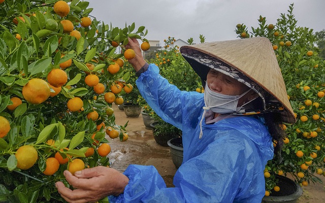 Thủ phủ quất Hội An lo lắng vì vắng người mua