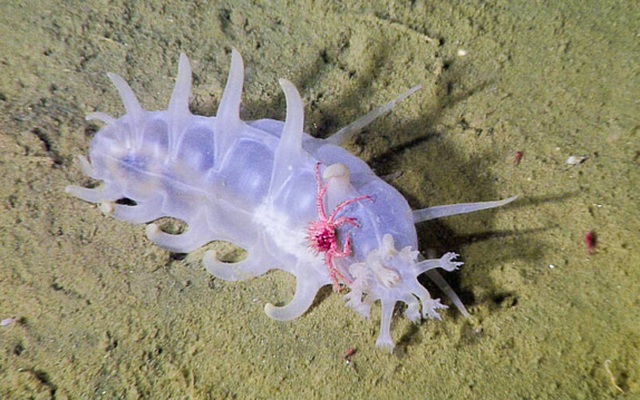 Sea Pig, một trong những loài động vật kỳ lạ nhất dưới biển