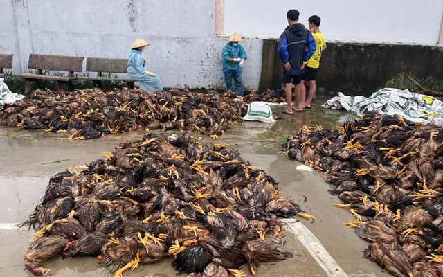 "4000 con gà sắp xuất bán thì lũ về chết sạch, nước lên nhanh không cứu kịp"