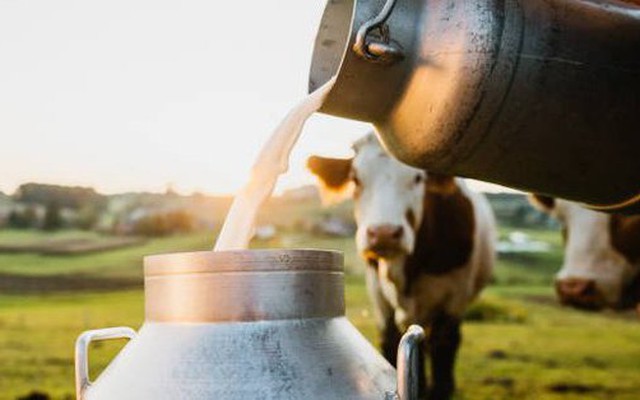 Vì sao sữa tổng hợp sẽ là thực phẩm tương lai?