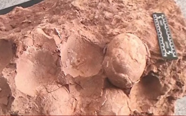 Trứng khủng long hóa thạch 70 triệu năm ở Trung Quốc