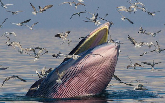 Loài cá voi vừa được ghi nhận năm trước, năm sau sắp tuyệt chủng