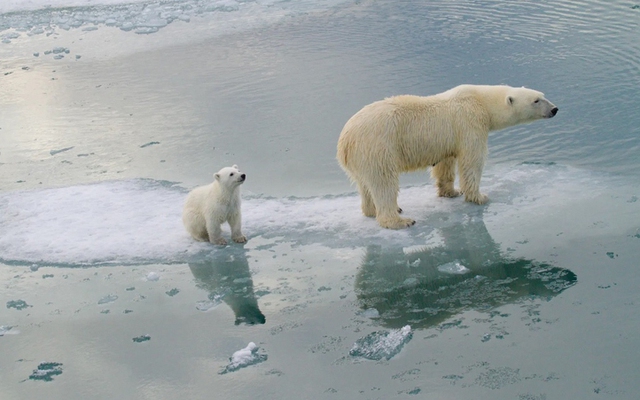 Lời cảnh tỉnh cho nhân loại từ số phận mong manh của loài gấu Bắc Cực