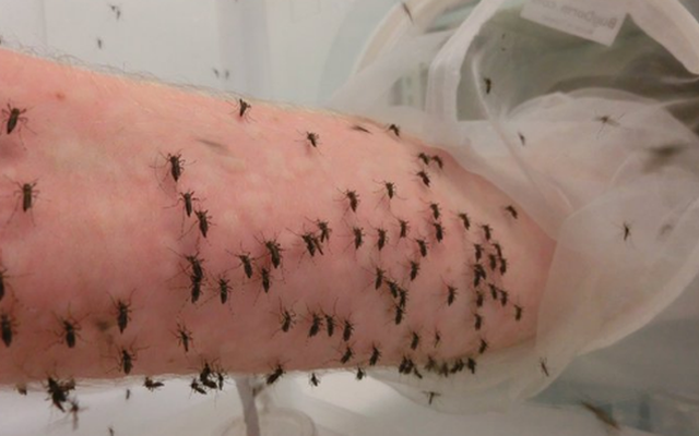 Giới khoa học khẳng định: Người hay bị muỗi cắn là do mùi cơ thể