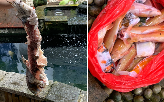 Singapore: 23 con cá Koi bị gặm nham nhở, chủ sốc nặng nhưng không thể làm gì với thủ phạm