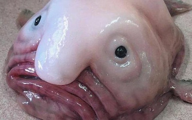 Cá giọt nước - “loài động vật xấu nhất thế giới' bị hiểu nhầm về hình dạng kỳ dị suốt bao năm