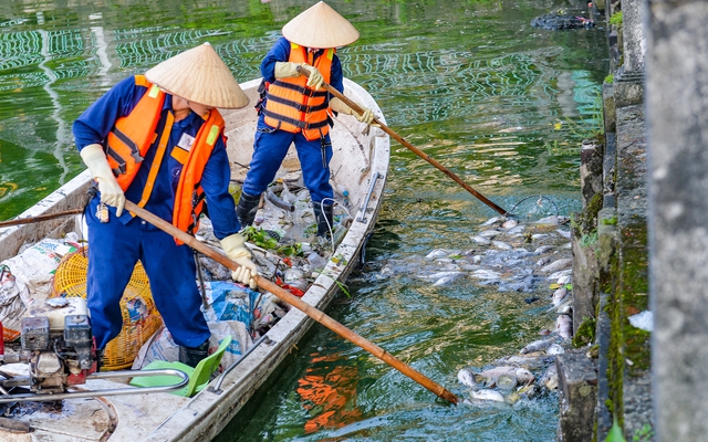 Hà Nội: Công nhân khẩn trương vớt cá chết nổi trên mặt hồ Tây