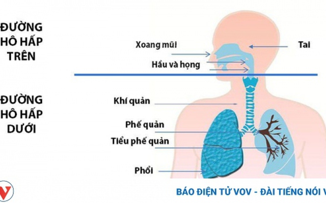 Tại sao những người viêm xoang lại hay có bệnh lý ở phổi đi kèm?