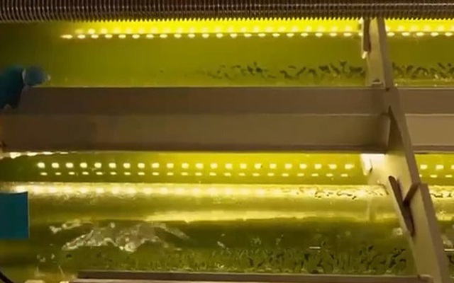 Sử dụng vi tảo hấp thụ khí CO2