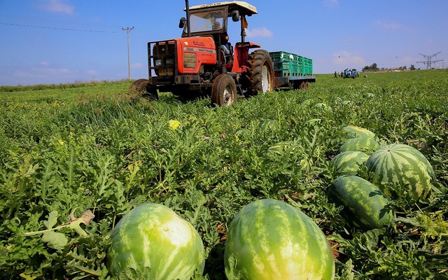 Tìm chìa khóa đảm bảo nguồn cung lương thực trong tương lai