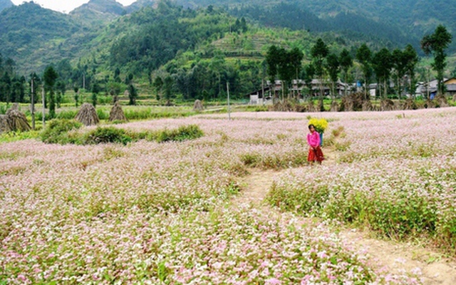 Cảnh giác với nạn lừa đảo "đặt phòng ảo" tại Đồng Văn, Hà Giang