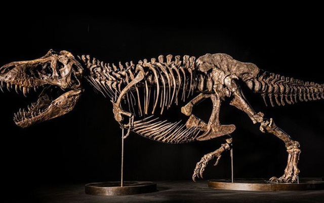 Cuộc đấu giá bộ xương T.rex trị giá 25 triệu USD bị hủy vì tranh cãi
