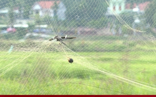 Bảo tồn chim hoang dã trước nạn săn bắt động vật tự nhiên