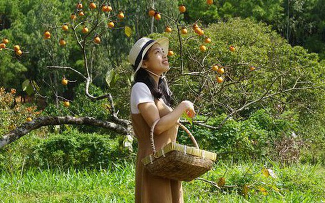 Vườn hồng trăm tuổi trĩu quả ở Nghệ An thu hút giới trẻ