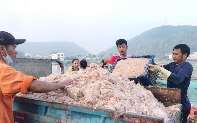 Ngư dân Nghệ An bội thu ruốc biển, thu hàng triệu đồng mỗi ngày