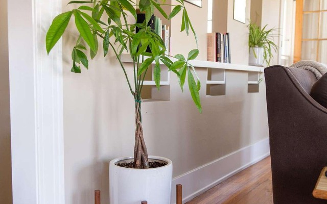 6 loại cây như 'nam châm’ hút tiền bạn nên trồng trong nhà
