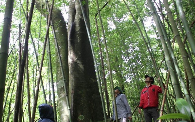 Rừng tự nhiên của cộng đồng đầu tiên ở Việt Nam được cấp chứng nhận quốc tế về dịch vụ hệ sinh thái