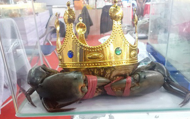 “Miss cua 2022” đã đăng quang cuộc thi Sumo Crab tại Cà Mau như thế nào?