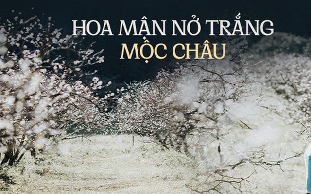 Về Mộc Châu ngắm hoa mận nở trắng trời, người bản địa tiết lộ bí quyết để có bức hình đẹp