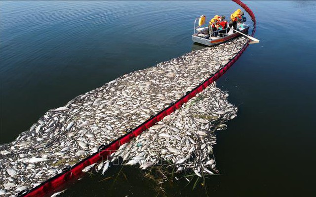 Hiện tượng cá chết hàng loạt dọc sông Oder nhận giải 'bê bối' về tàn phá hệ sinh thái