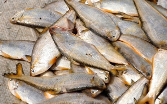 Loại cá xưa ít người ăn, nay thành đặc sản Quảng Bình