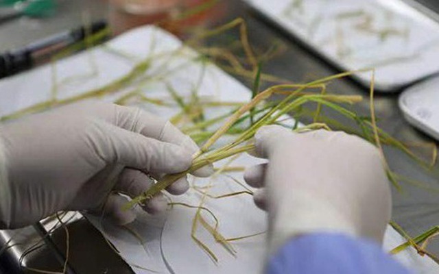 Thí nghiệm thành công việc canh tác cây lúa trọn vòng đời trong không gian