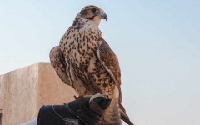 Độc đáo thú chơi chim ưng của giới nhà giàu Qatar