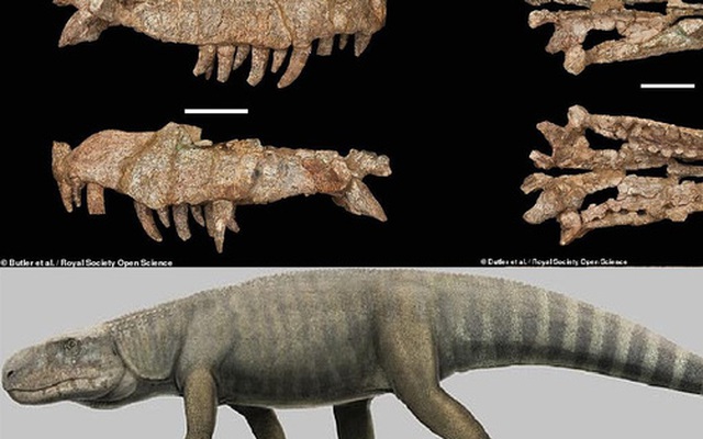 "Cá sấu lai khủng long" 240 triệu tuổi: Mỗi chiếc răng là 1 con dao
