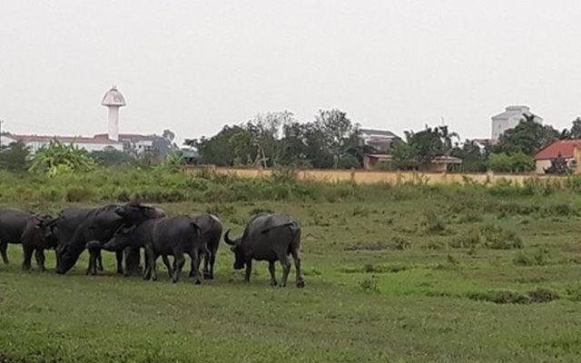 Hải Dương công khai 3 doanh nghiệp ôm đất rồi 'lặn mất tăm'