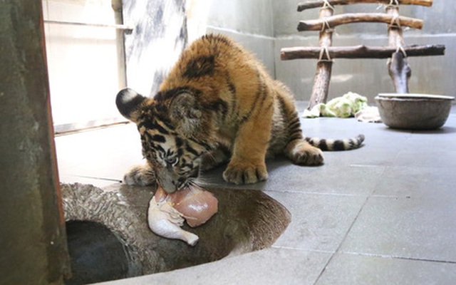 7 con hổ Đông Dương sau khi được giải cứu: Ăn thịt bò loại 1, uống sữa ngoại