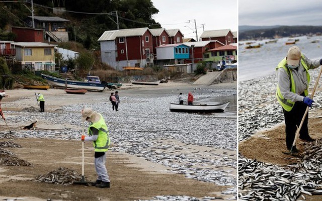 Bí ẩn hàng nghìn con cá chết dạt vào bãi biển Chile