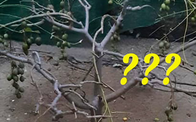 Cây cóc trồng trong chuồng gà trơ trụi lá nhưng ra trái tứ phía trông rất dị, netizen trả giá hết cỡ cho bản “đột biến”