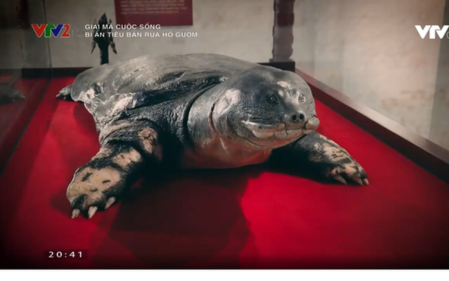 "Giải mã cuộc sống": Câu chuyện phía sau tiêu bản rùa Hồ Gươm