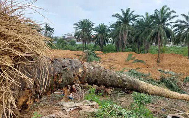 "Số phận" hàng trăm cây cọ dầu trong khu Dự án ở Đông Hà ra sao?