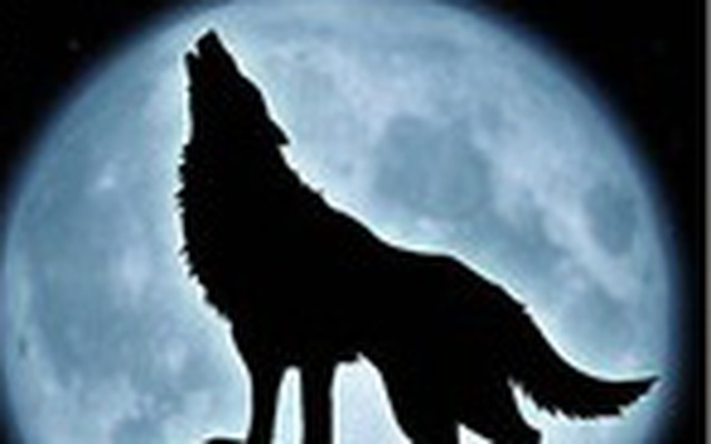1001 thắc mắc: Tại sao chó sói - sát thủ rừng xanh hay hú vào ban đêm?