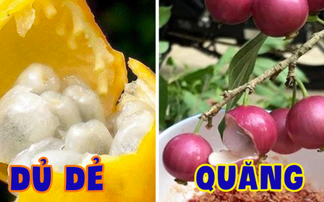 Việt Nam có những loại trái cây thoạt nghe ngỡ như không tồn tại, hình dáng chẳng ai nghĩ là ăn được (Phần 1)
