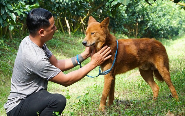 Loài chó Việt được vua Lê Lợi cho ra chiến trận và “mối tình” của chàng trai Hà Nội